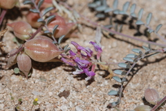 Astragalus lentiginosus