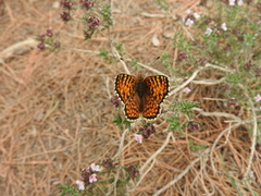 Melitaea