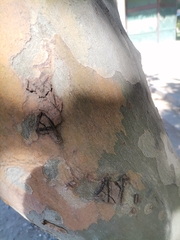 Platanus
