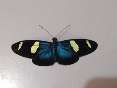 Heliconius sara sara