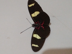 Heliconius sara sara