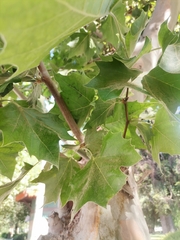 Platanus