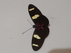 Heliconius sara sara