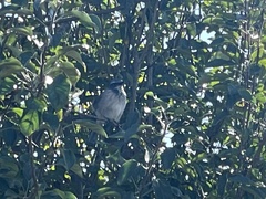 Aphelocoma californica