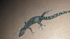 Afrogecko porphyreus