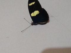 Heliconius sara sara