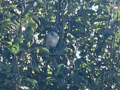 Aphelocoma californica