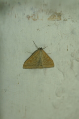 Sitochroa verticalis