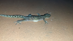 Afrogecko porphyreus