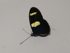 Heliconius sara sara