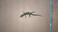 Afrogecko porphyreus