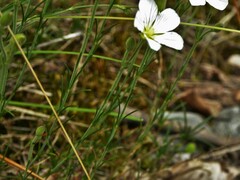 Cherleria capillacea