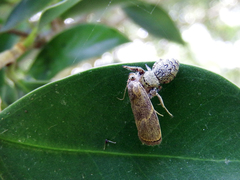 Rhene yunnanensis