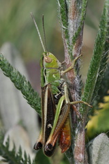 Stenobothrus lineatus