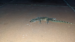 Afrogecko porphyreus