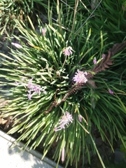 Tulbaghia