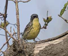 Setophaga kirtlandii