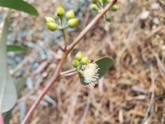 Eucalyptus camaldulensis