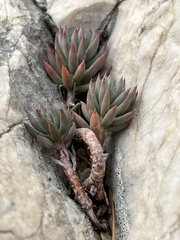 Petrosedum