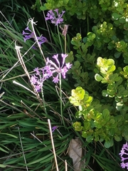 Tulbaghia