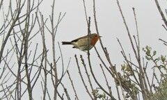 Erithacus rubecula rubecula