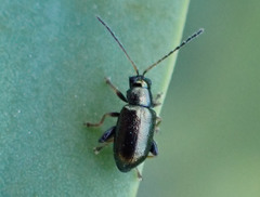 Aphthona
