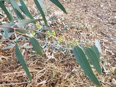 Eucalyptus camaldulensis