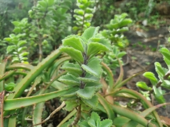 Coleus