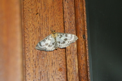 Anania hortulata