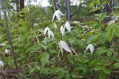Clematis alpina sibirica