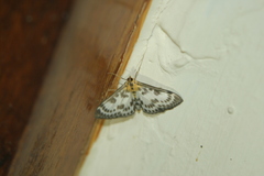 Anania hortulata