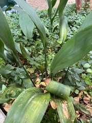 Aspidistra