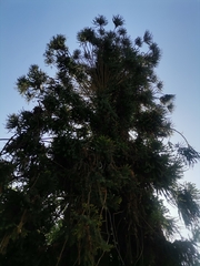 Araucaria bidwillii