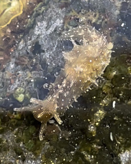 Stylocheilus polyomma