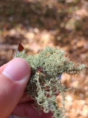 Usnea strigosa