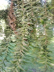 Araucaria bidwillii