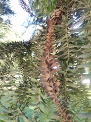 Araucaria bidwillii