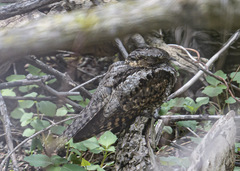 Antrostomus vociferus