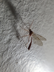 Ichneumonidae