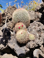 Mammillaria rhodantha