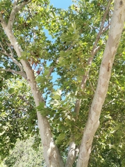 Platanus
