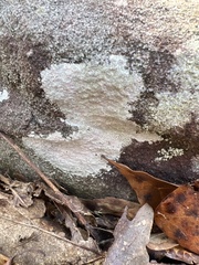Phlyctis petraea