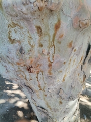 Platanus