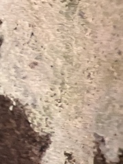 Phlyctis petraea