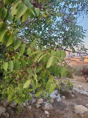 Pistacia terebinthus