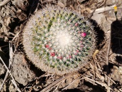 Mammillaria rhodantha