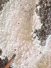 Phlyctis petraea