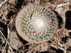 Mammillaria rhodantha