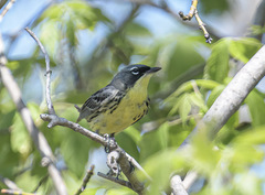 Setophaga kirtlandii