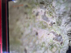 Phlyctis petraea